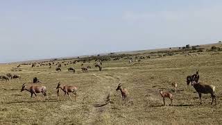 Safari en Africa [upl. by Eahcim759]