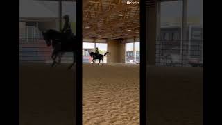 She did so good at the show ￼ blowup horse equestrian [upl. by Heller]