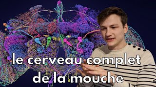 Le plus gros cerveau cartographié [upl. by Arymas]