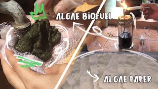 ALGAE AS BIOFUEL AND RECYCLED PAPER [upl. by Marcie507]