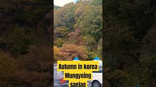 Autumn in korea mungyeong saejae autumninkorea autumn2024 southkoreavlog 4k tinievillarico [upl. by Monahan968]