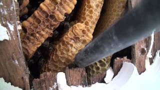 Abeilles Déloger une colonie installée en sous toiture Honey bee colony removal [upl. by Nelaf]