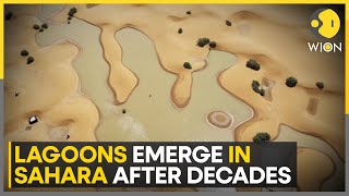 RareFlooding Hits Drought Hit Sahara Dessert Creating Lagoons Amid The Sand Dunes  WION [upl. by Lepine]