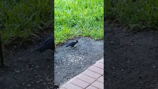 Grackle is confused over how to eat his almond [upl. by Teri]