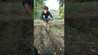 sow some more carrot seeds nature farming carrot shorts [upl. by Eibber]