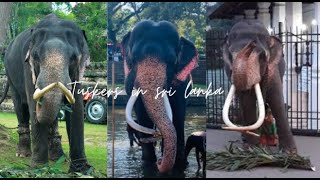 Tuskers in sri lanka ශ්‍රී ලංකාවේ දළ ඇතුන් [upl. by Eckmann]