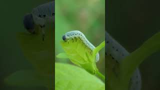 Sawfly larva eats Buttonbush leaf [upl. by Werner]