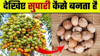 देखिए सुपारी कैसे बनता है  Supari kaise banti hai  How Areca nut are made  Betel nut  supari [upl. by Ingamar]