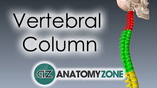 Vertebral Column  Introduction  3D Anatomy Tutorial [upl. by Torp]