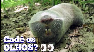 RATOS TOUPEIRA CEGOS ANIMAIS MUITO ESQUISITOS [upl. by Sucitivel]