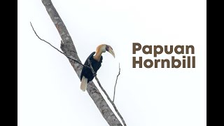 Blyths hornbill Rhyticeros plicatus also known as the Papuan hornbill or kokomo 4k  West Papua [upl. by Eneleoj]