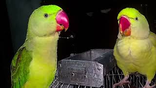 Parrot Natural Sounds  Parrot Talking [upl. by Sumerlin360]