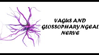 Vagus amp Glossopharyngeal Nerve Examination  Examination of Cranial Nerve 9 amp 10 [upl. by Beaufert860]