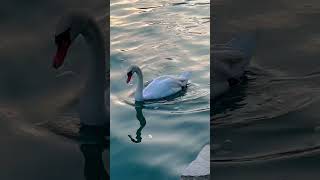 Millstatt am See  Kärnten 🦢￼Millstätter See🦢 [upl. by Electra]