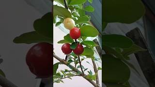 Ceri Vietnam 🍒cerivietnam plants [upl. by Somerville]