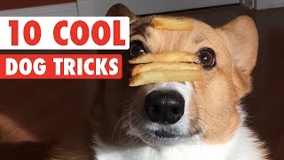 10 Cool Dog Tricks  Awesome Compilation [upl. by Dominga292]