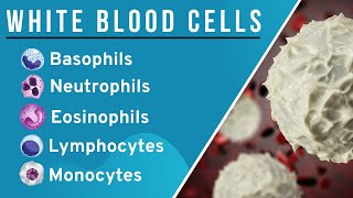 White Blood CellsLeucocytes WBCs in Hindi Structure and Function  Granulocytes Agranulocytes [upl. by Arah]