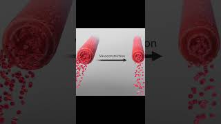 Vasoconstriction and vasodilation of veins nursing science vessel anatomy [upl. by Elsi]