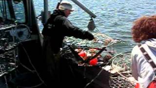 Crab Fishing in Cowichan Bay [upl. by Bigford367]