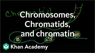 Chromosomes Chromatids Chromatin etc [upl. by Adnalra]