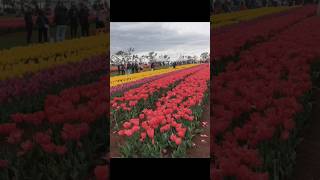 Tesselaar Tulip Festival Melbourne Tulip Garden Silvantrending ytshorts ytviral shorts love [upl. by Mazlack]