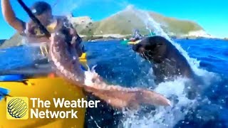 Hilarious seal uses octopus to slap kayaker in the face [upl. by Leff]