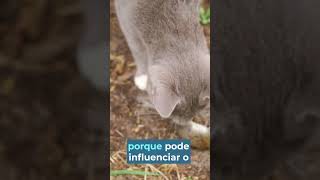 toxoplasmose curiosidades [upl. by Bocyaj456]