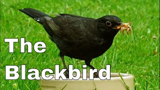 The Common Blackbird Turdus merula [upl. by Ellek216]