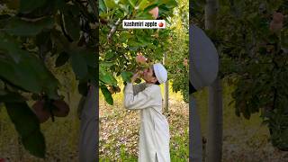 Kashmiri Applekashmir tour Bangladeshকাশ্মীর ভ্রমণ বাংলাদেশ থেকে। musafirmijan কাশ্মীর kashmir [upl. by Airual234]