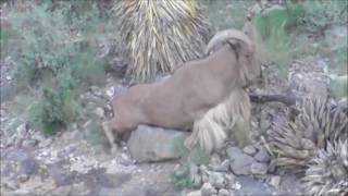 New Mexico Aoudad Barbary Sheep hunt 2015 [upl. by Guadalupe]