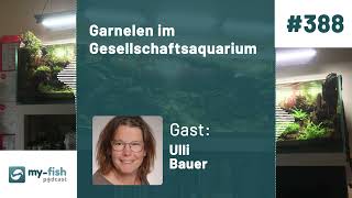 myfishorg  Garnelen im Gesellschaftsaquarium  Haltung Vergesellschaftung und Pflege Ulli B [upl. by Retrak439]