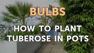 How to Plant Tuberose in Pots [upl. by Ahsonek537]