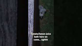 Adorable baby skunks sprayed me skunks skunk spraying liveandlearn animallover imaidiot [upl. by Polad]