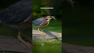 Clever Heron Bird 🙀 youtubeshorts birds facts shorts youtubeshorts wildlife [upl. by Ylagam]