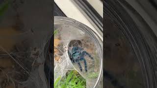 Beautiful Blue Tarantulas Caribena Versicolor tarantula sling feeding [upl. by Jodi]