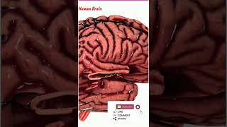 Human Brain  3D Animation  😱😱 [upl. by Harat389]