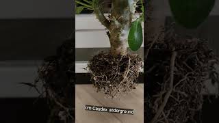 How The Roots Of Caudex Plants Look Like  Pachypodium Saundersii plants caudex potting [upl. by Sulihpoeht687]