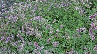 Origanum vulgare  Oregano [upl. by Airdnaz634]