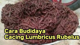 Budidaya Cacing Lumbricus Rubelus [upl. by Foah]