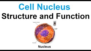 Cell nucleusstructure and function [upl. by Levi559]