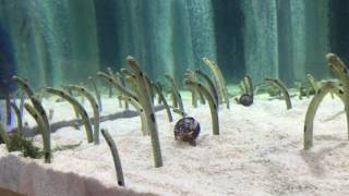 Cute Worm Fish in Aquarium in Tokyo [upl. by Kcirevam]