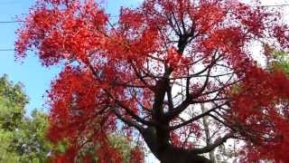 Illawarra Flame Tree Flowers  Brachychiton acerifolius  inflorit primavara HD 01 [upl. by Bj]