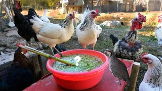 Chicken Breeding and Feed Recipe for Organic Eggs  I Found the Hidden Egg Stash  Farm Business [upl. by Saidee]