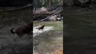 Chesapeake Bay Retriever playing in a mini waterfall  Alberta Rockies [upl. by Sexela]