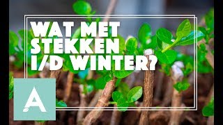 Wat met stekken in de winter  Grow Cook Eat 58 [upl. by Prader]