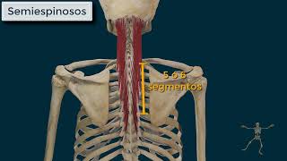 Músculos Paravertebrales o Transversoespinosos [upl. by Novel]