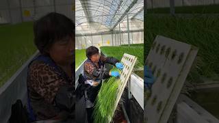 The process of growing vegetables in a greenhouse [upl. by Atteynek41]