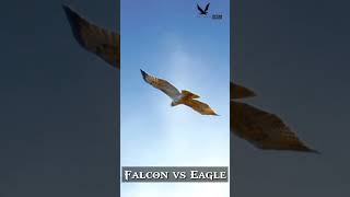 Peregrine falcon attack  Short video  Falconlover5 [upl. by Lyris715]