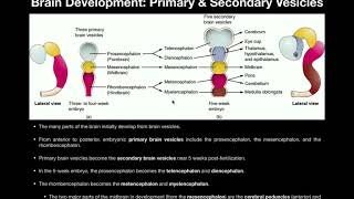 Anatomy  Basics of CNS Development from Primary amp Secondary Vesicles [upl. by Anwahsar877]