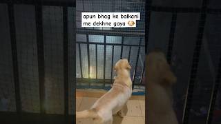 is bacche ko patake se bilkul dar nahi lagta 😀 dog labrador shortsfeed shorts [upl. by Anilatak]